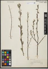 Foto von Salix salviifolia Brot.